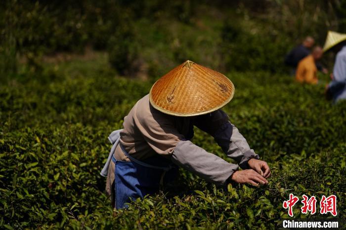 清明时节采茶忙 浙江天童禅茶文化香飘海内外