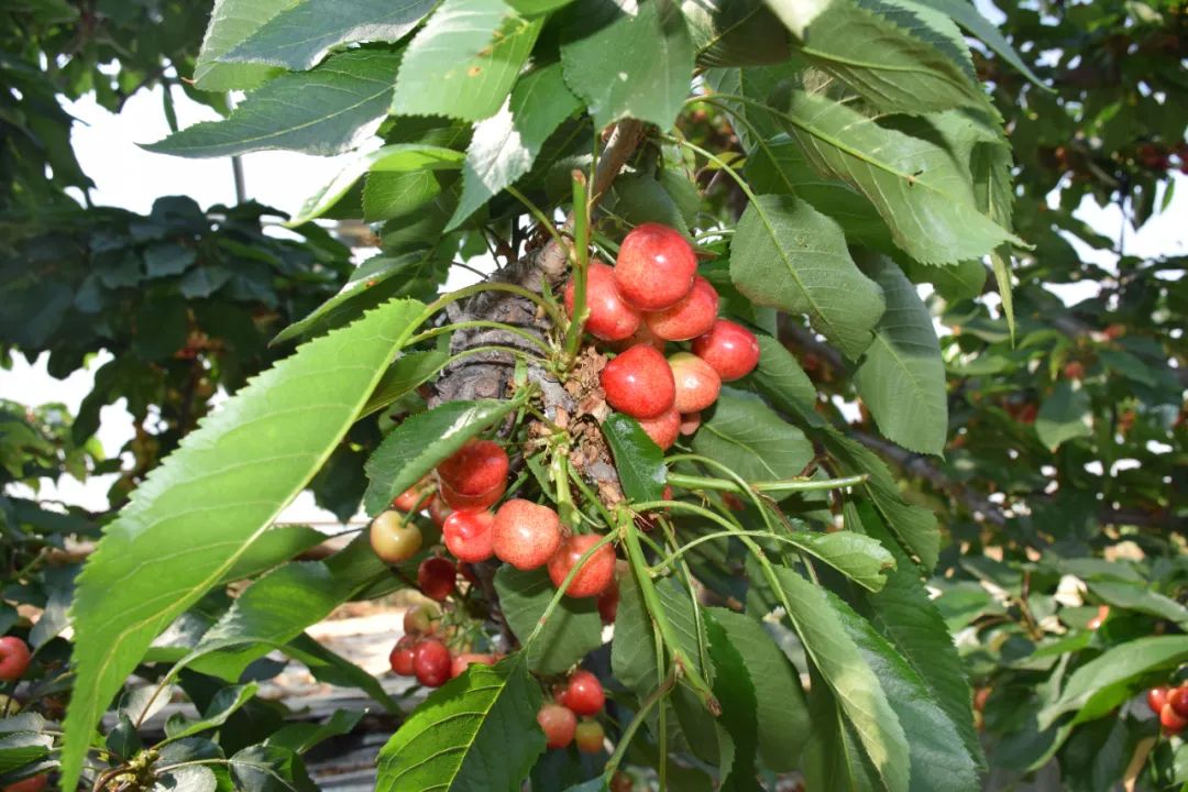 一樹櫻桃帶紅雨採摘嚐鮮正當時夏蔚鎮大棚櫻桃搶鮮上市