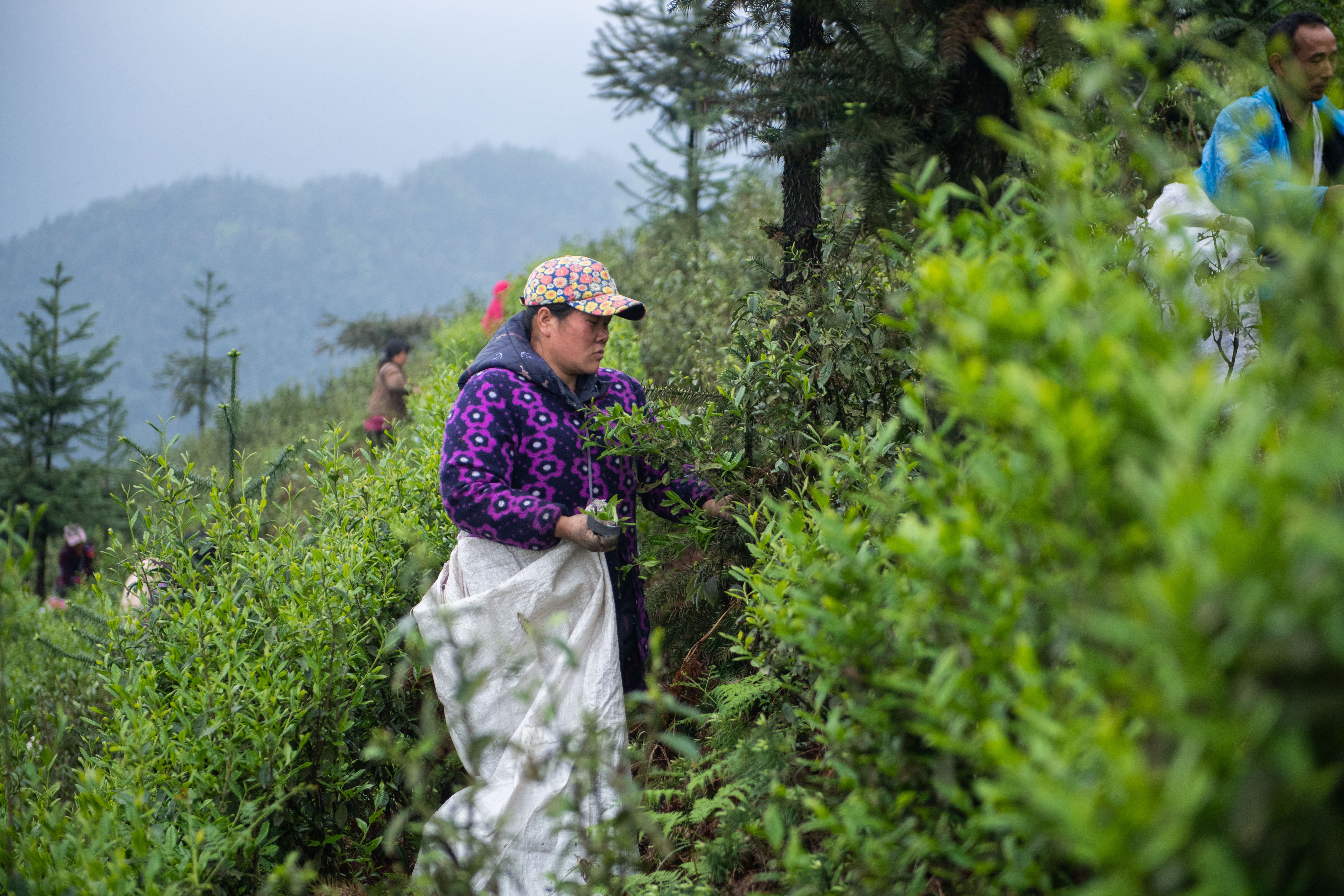 万里茶道从这里出发——走进湖南安化县黑茶小镇