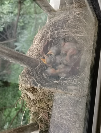 长沙一市民家阳台连续5年被同一种鸟筑巢，主人：被信赖的感觉真好