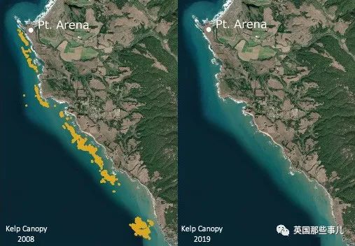 美国海胆6年泛滥10000倍吞噬海藻森林，科学家急疯：都给我吃啊