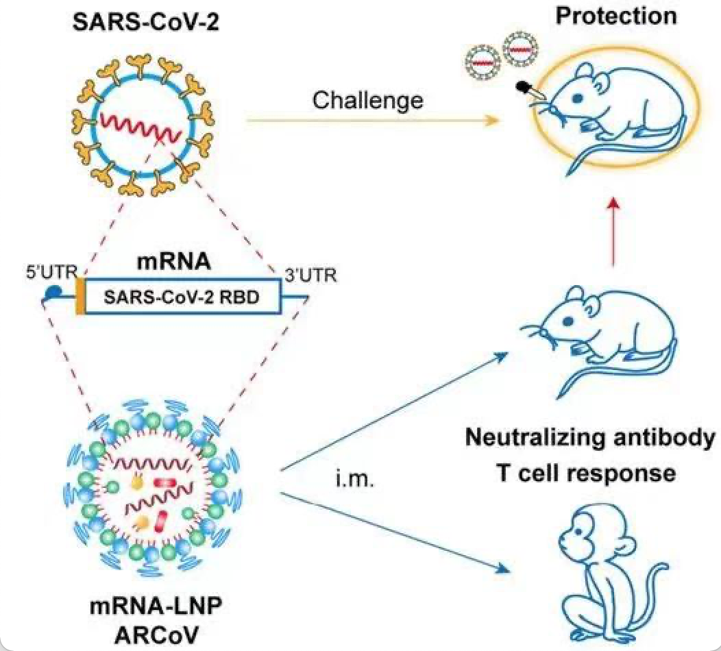 首支国产mRNA新冠疫苗接近III期临床 将实现中国mRNA疫苗“零”的突破