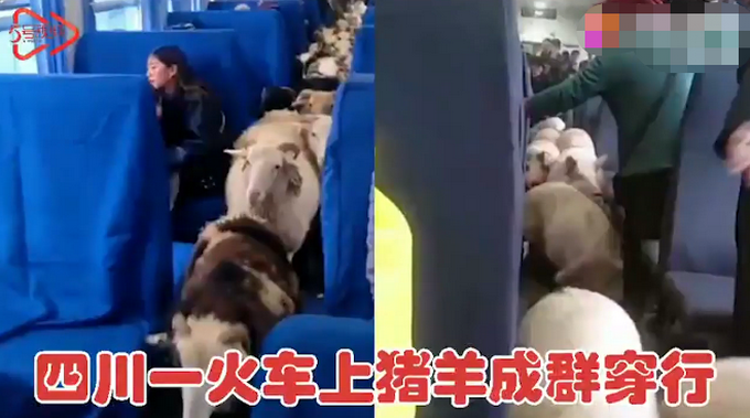 四川一火车上有猪羊成群穿行,画面太心爱,网友评论亮了