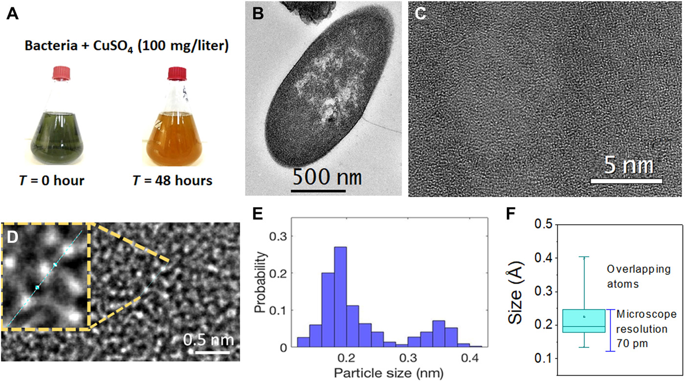 "采礦"細菌將有毒的銅離子變成有用的金屬