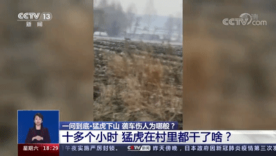 “虎口救人”的大哥火了！本人回應(yīng)