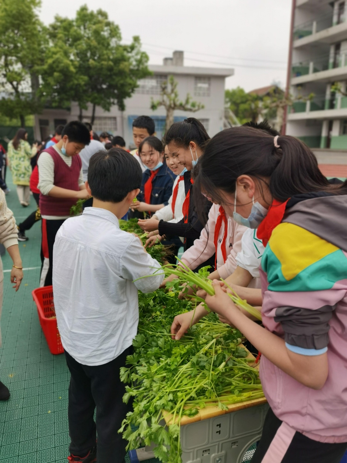 青山区钢城二小好不好?举办劳动技能大赛(图3)