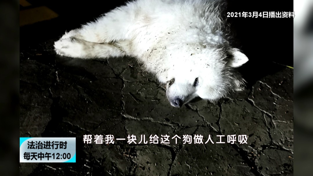 北京奇案：小狗在小区内触电身亡，居民要求电改却遭波折-第6张图片-大千世界