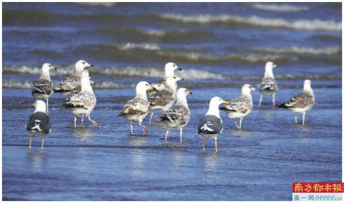 波光粼粼海中浪優哉遊哉結伴行 二三裏資訊廣州 Mdeditor