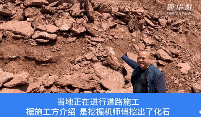 江西工地挖出6600萬年前恐龍蛋化石！看這個樣子，網友：太像牛肉了