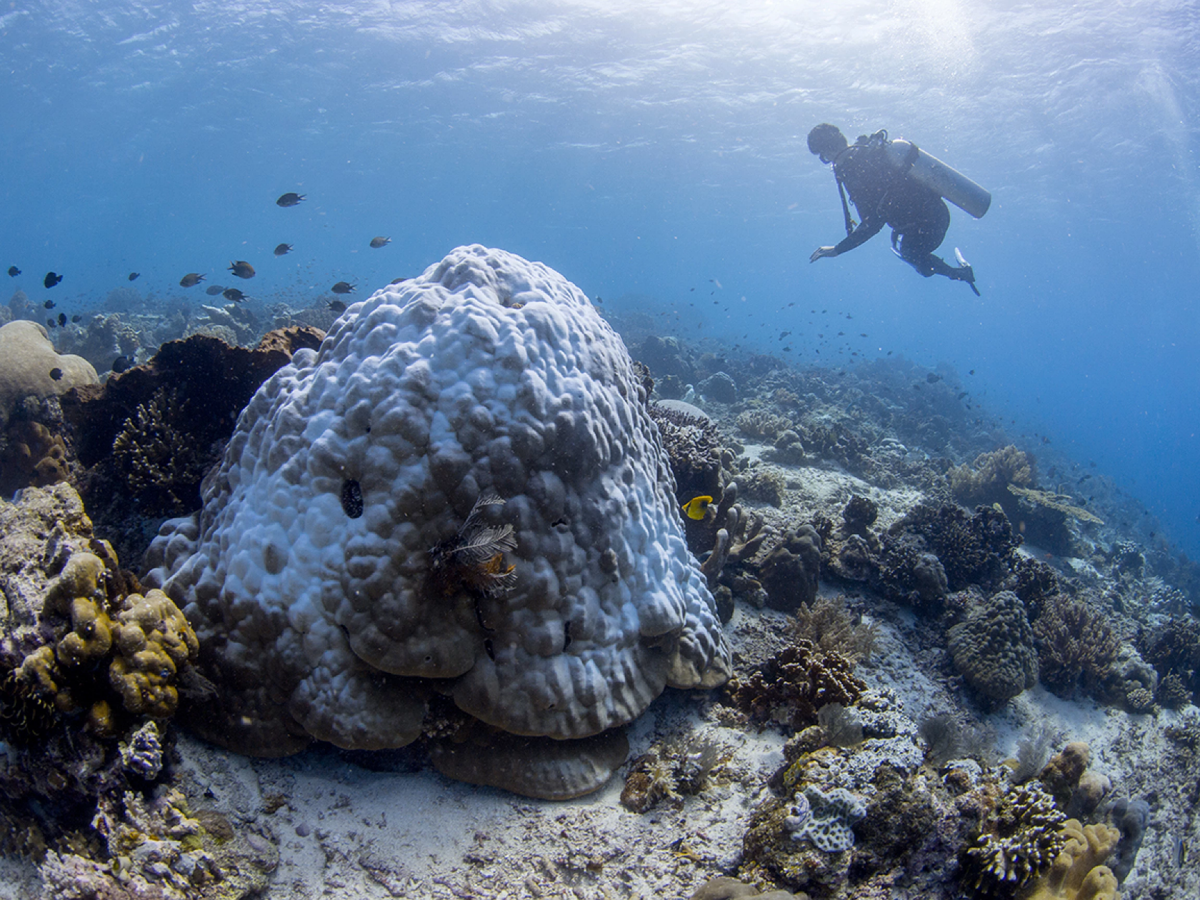 研究发现微生物群移植能够帮助脆弱的珊瑚对抗热应激反应