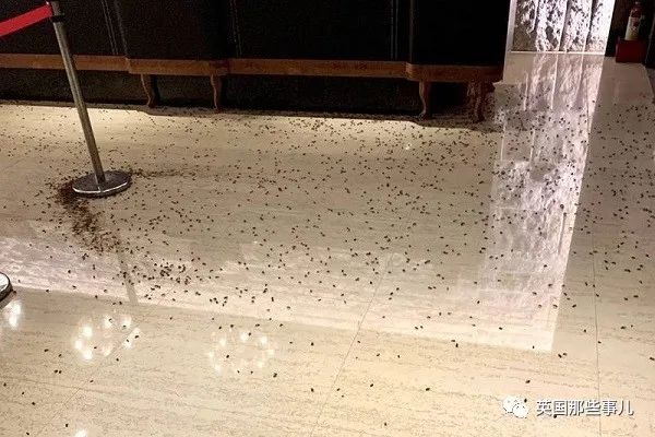 两蒙面男子闯进台北一家饭店，洒下上千只蟑螂后逃跑...这?