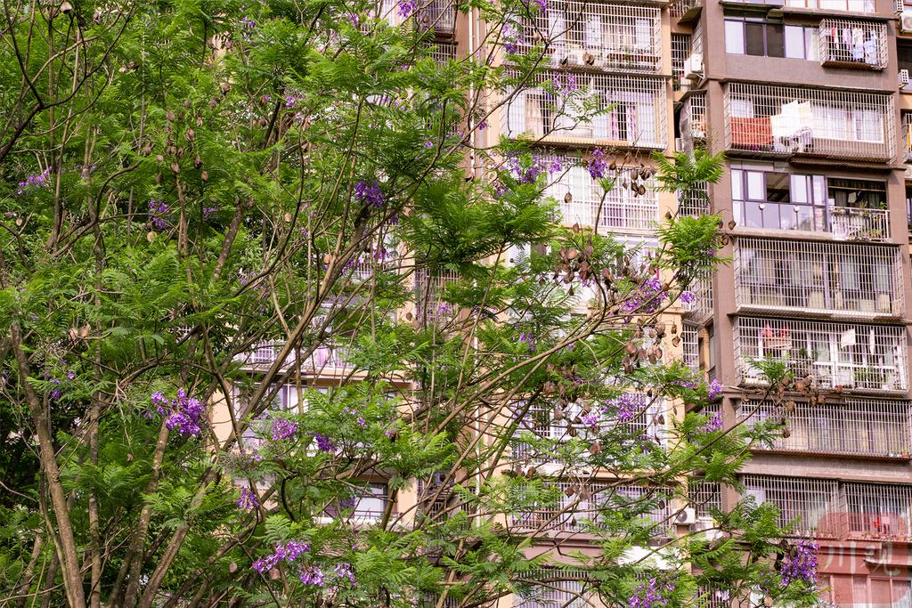 在内江，邂逅一场“蓝紫色的花海”