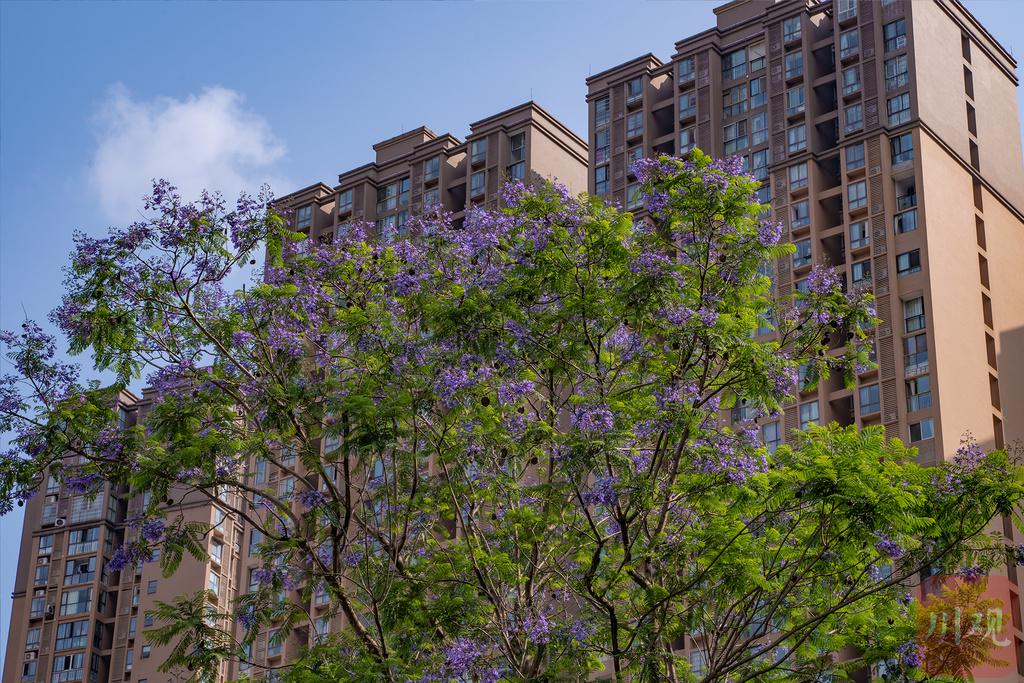 在内江，邂逅一场“蓝紫色的花海”