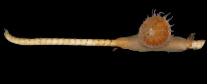 科学家在海底发现一种被认为已经灭绝的生物：海百合