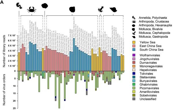 研究揭示海洋無脊椎動物rna病毒遺傳多樣性 中科院之聲 Mdeditor