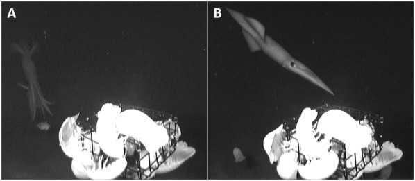 科学家首次捕捉到巨型鱿鱼攻击诱饵的画面-第2张图片-IT新视野