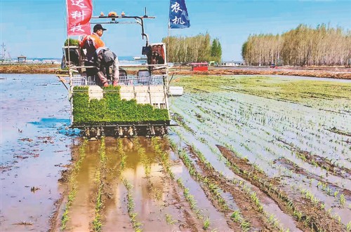 通河县众禾农民水稻专业种植合作社智能插秧机正作业