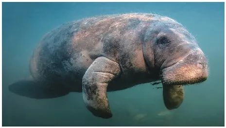 自然 |“美人魚”其實並不美