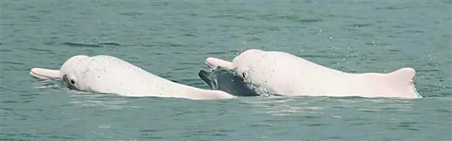 白海豚大逃杀