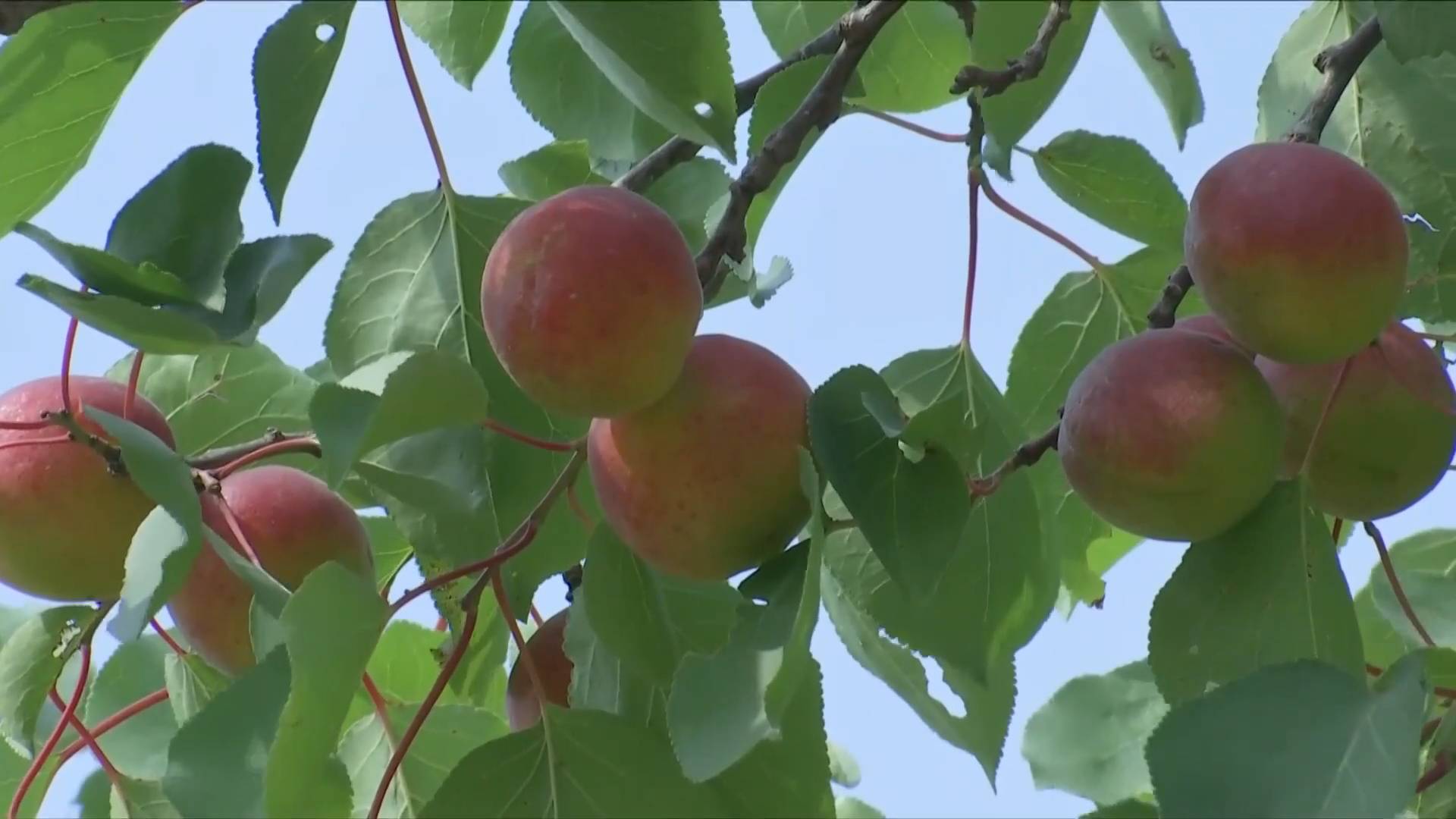 沿着高速看中国｜福银高速：连接“山海”为乡村振兴添动力