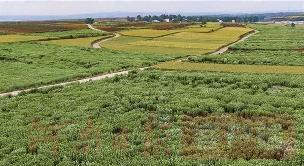 宜陽(yáng)：艾草飄香產(chǎn)業(yè)旺 振興之路亮堂堂