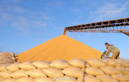 今年河南小麦托市收购价1.13元/斤 取消粮食收购行政许可