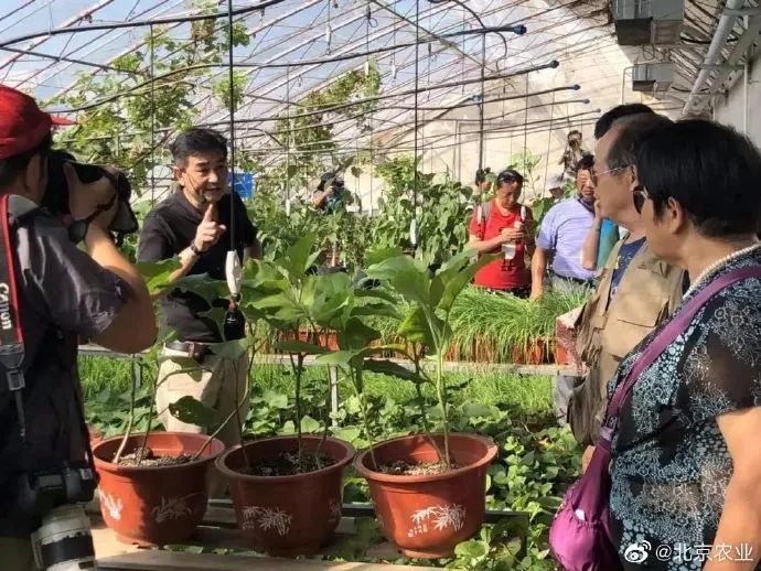 阳台种菜学起来！没有想象那么难