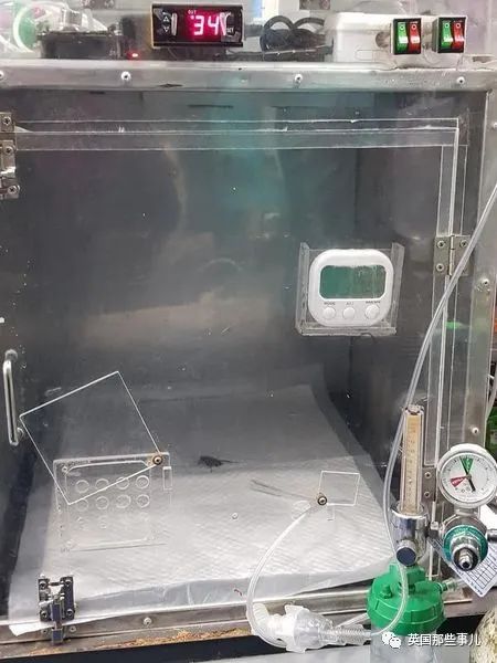 小哥发现一只差点死掉的蟑螂，结果他把蟑螂兽医院，医生还给它救活了