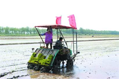 即墨蓝村盐碱地水稻迎来插秧季 中秋前后将收割上市