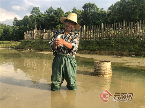 云南元阳：念好绿水青山里的“致富经”