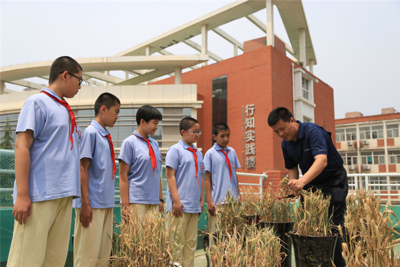 石家庄市第四十四中学怎么样?小麦种植劳动教育(图1)