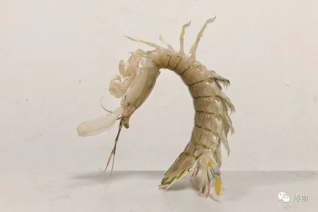 皮皮虾不仅可以椒盐,还可以胸口碎大石