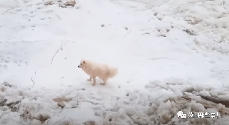 萨摩耶跑丢，在北极冰层上流浪了一星期才得救！雪橇三傻名不虚传