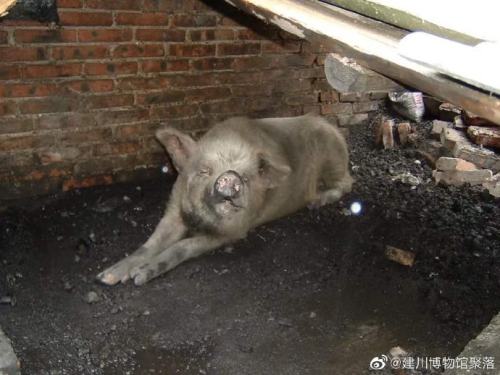 14歲高齡“豬堅(jiān)強(qiáng)”因年老衰竭去世，網(wǎng)友送別：用堅(jiān)強(qiáng)詮釋生命的偉大