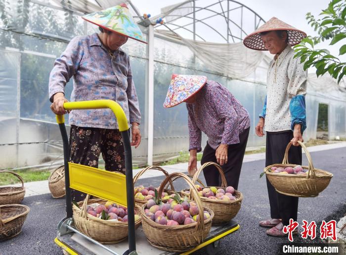 會種會賣會玩 浙江桐鄉(xiāng)“千年名果”開啟甜蜜致富路