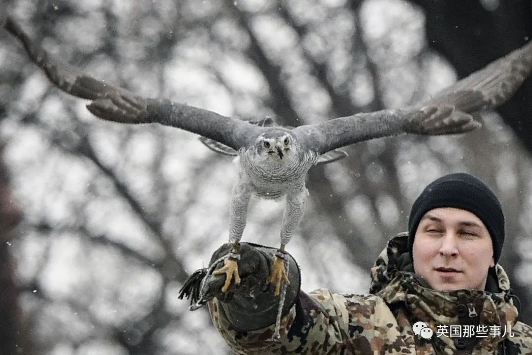 鸟也能给人当"保安"？俄罗斯克姆林宫这支猛禽小队，有点帅啊