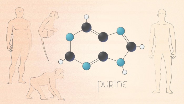 科学家研究发现一个新的基因突变使得现代人与尼安德特人区别开来-第1张图片-IT新视野