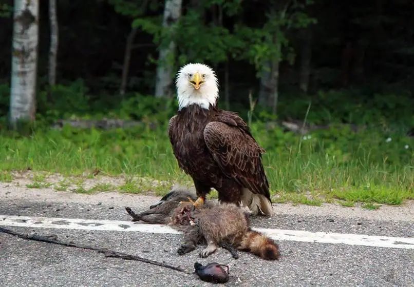 它正在残忍地杀死人们的宠物狗...