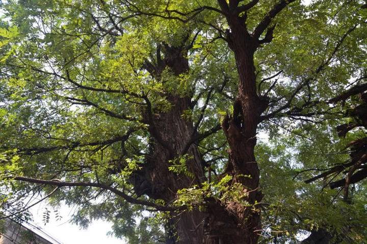 四川國(guó)槐
