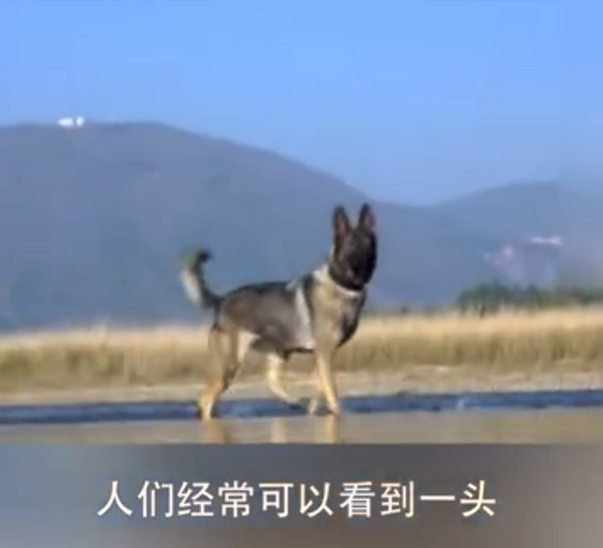 战士抓捕毒贩牺牲后警犬江边守望 这到底是怎样的画面?