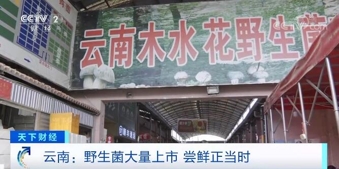 “虽然它有毒，但很鲜美”论云南人对野生菌能有多执着