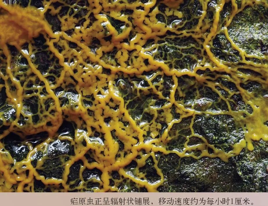 无脑生物如何解开宇宙谜团？