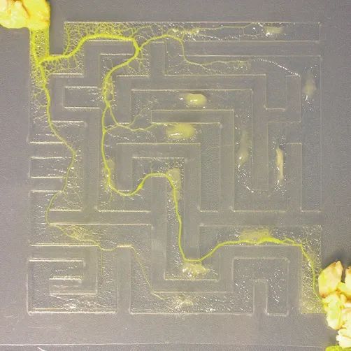 无脑生物如何解开宇宙谜团？