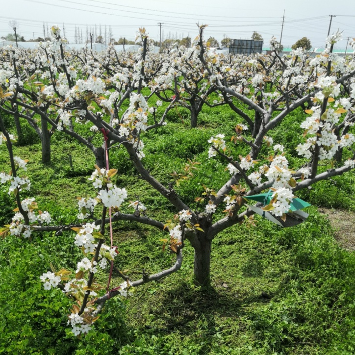 这儿买更安心,现在还有优惠!全市79家“安全优质信得过果园”名单来啦