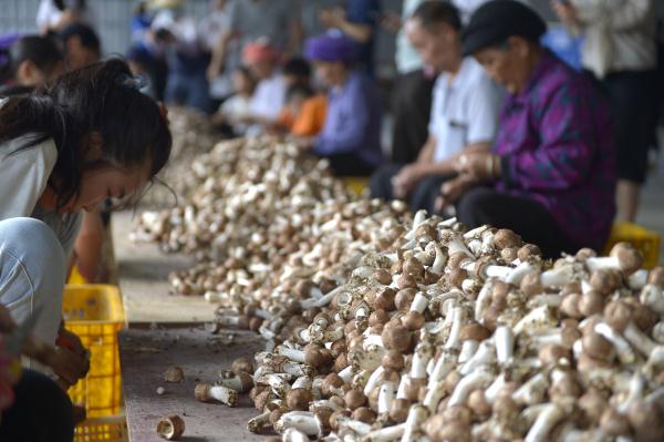 廣西百色：小蘑菇撐起脫貧致富廣闊天地