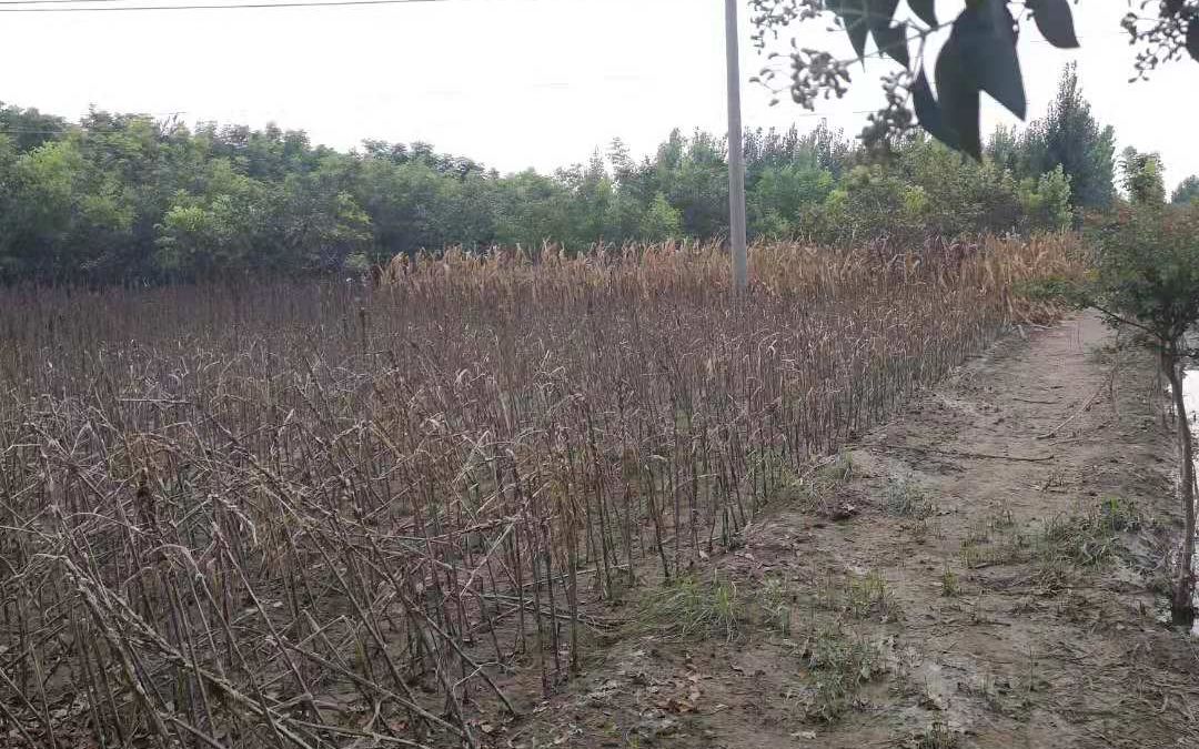 洪涝后庄稼枯死 河南农户该如何补救？