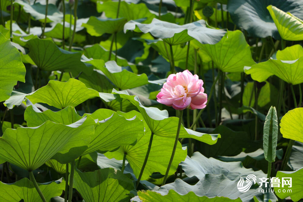 并蒂莲再现济南大明湖畔“护花使者”细心看守