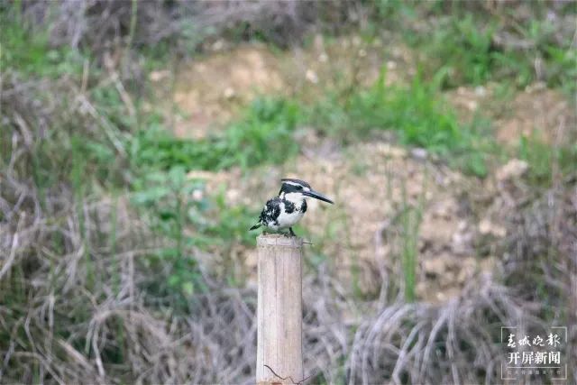 奇特又罕见！它叫“斑鱼狗”却是只鸟！首次在保山发现