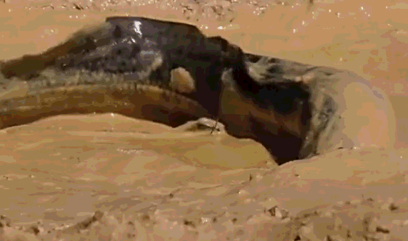 590_349gif 动态图 动图