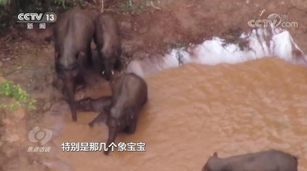 神奇！世界大象日，“逛吃逛喝”17个月的象群回到了传统栖息地